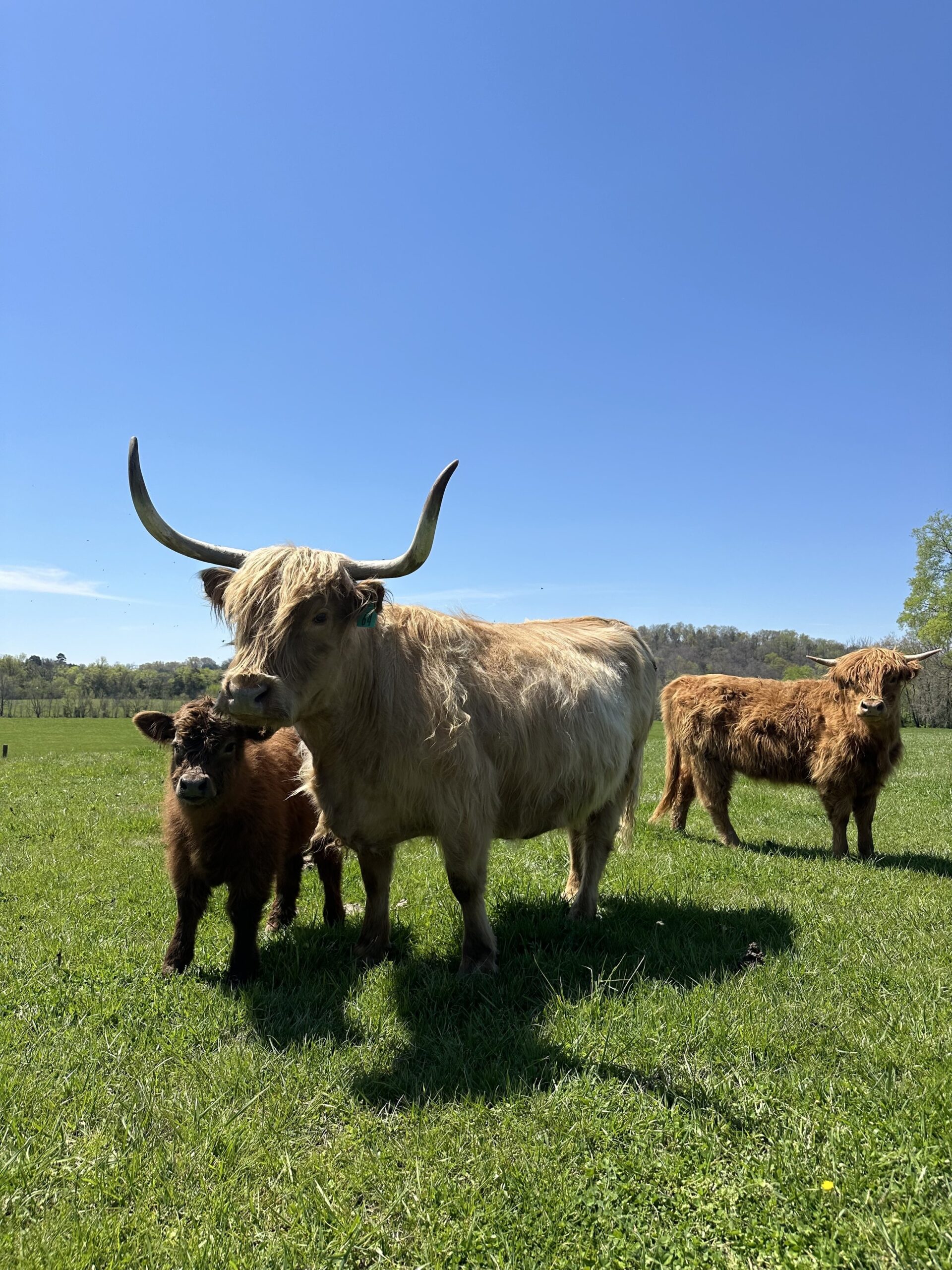 Highland cattle grazing in a lush green field under a clear blue sky, featuring a mother cow with long horns and her calf, alongside another adult Highland cow.