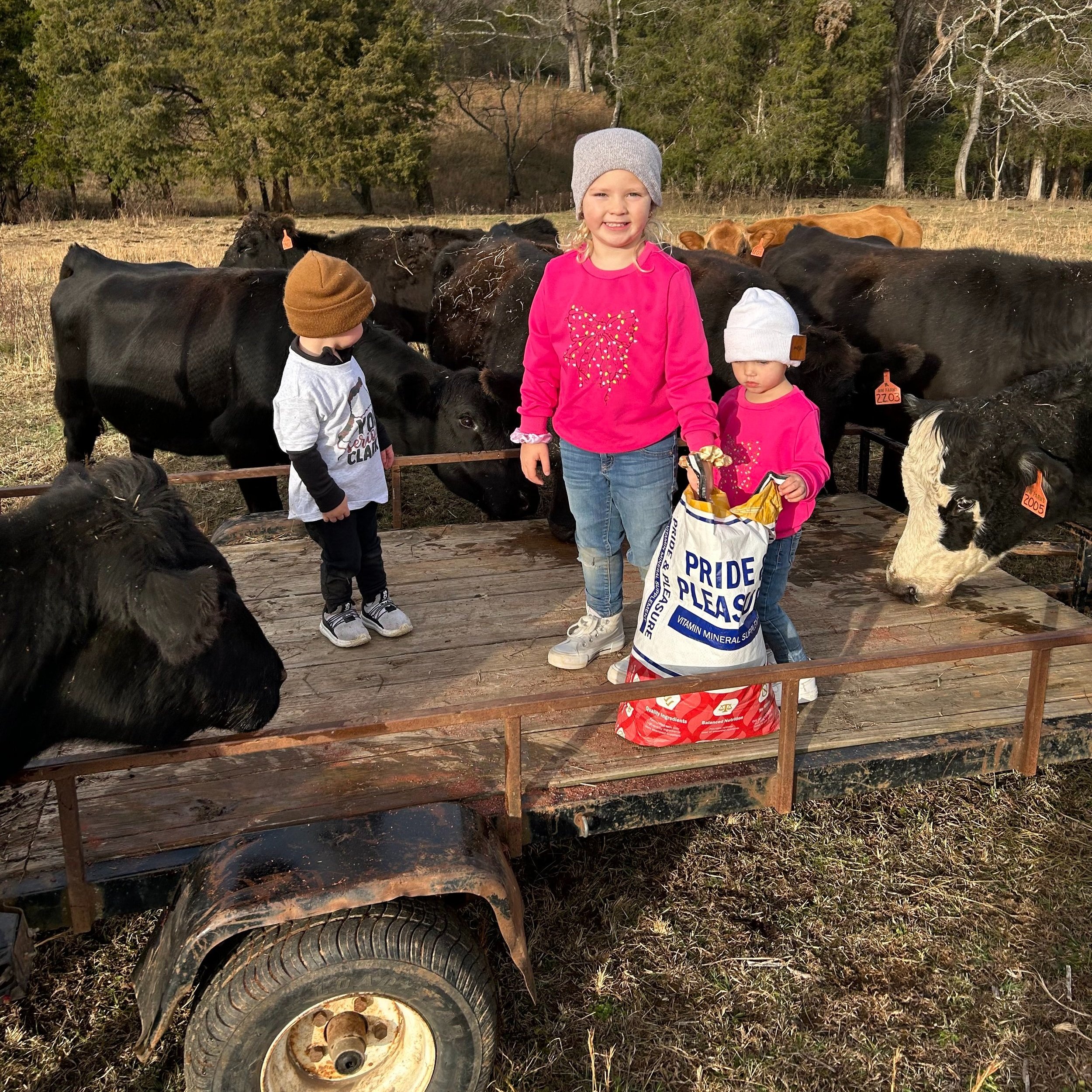Two children stand on a trailer surrounded by black cows in a rural setting. The older child, wearing a pink sweater and a gray hat, smiles while holding a bag labeled "PRIDE." The younger child, dressed in a pink sweater and a white hat, stands nearby. The scene captures a playful interaction with livestock on a farm.
