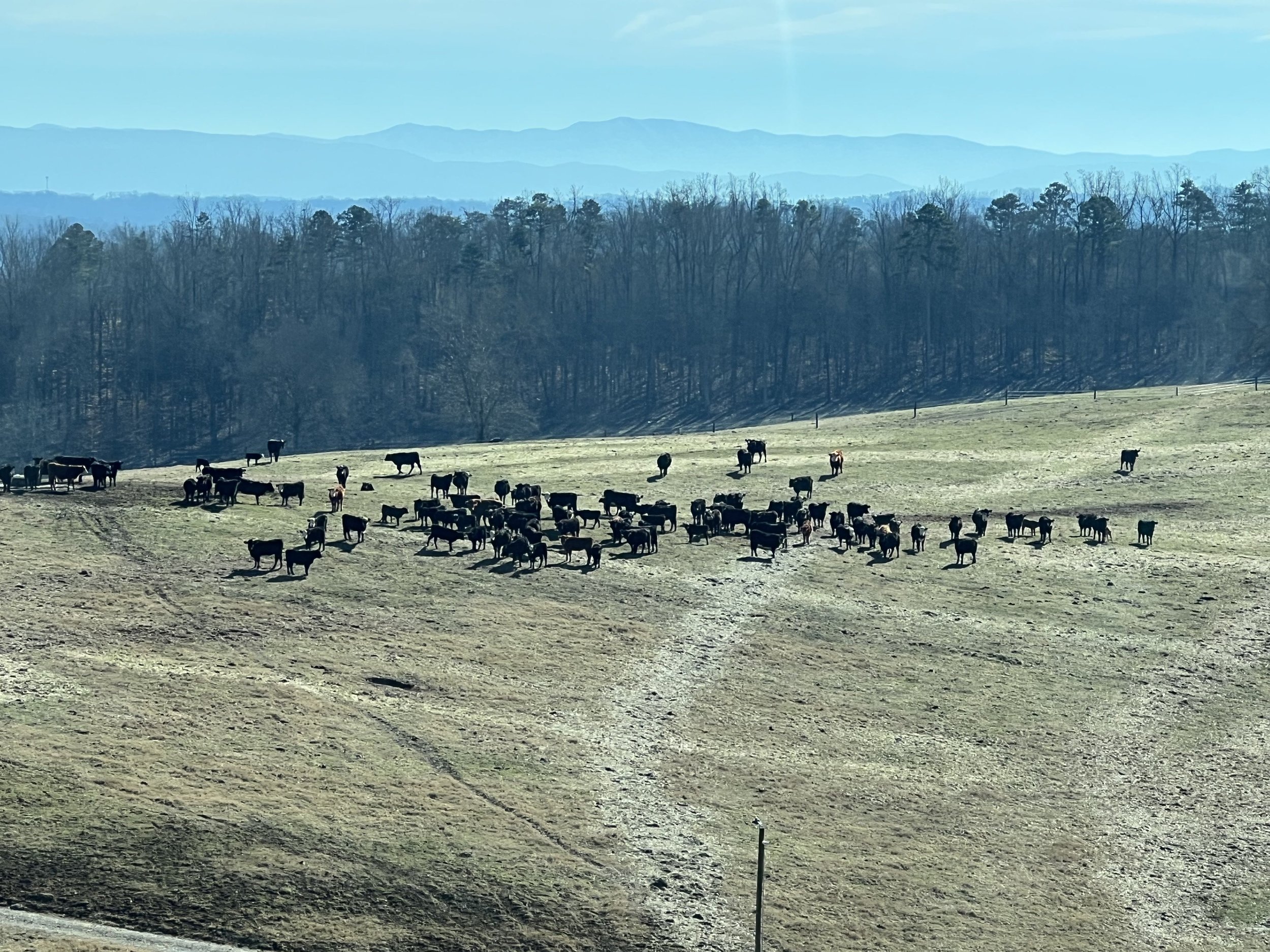 Herd of cows grazing in a grassy field with mountains in the background, showcasing a serene rural landscape.