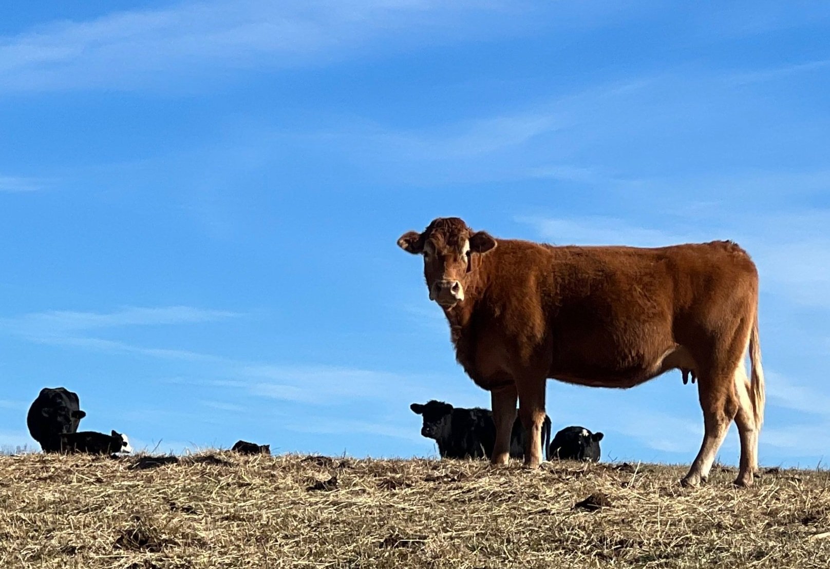 Brown cow standing on a hillside with several black and white calves in the background, under a clear blue sky.