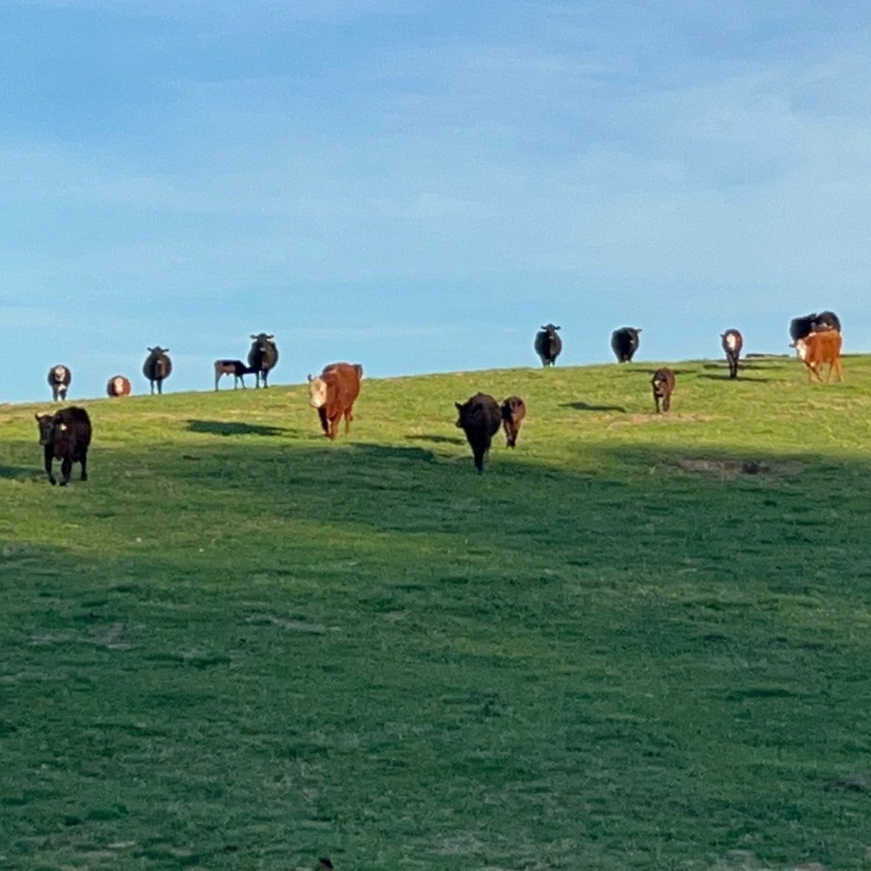 A herd of cows grazing on a lush green hillside under a clear blue sky. The image captures various breeds, including black and brown cows, as they move across the pasture.